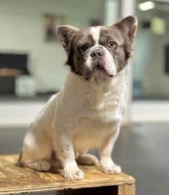 XP Benny - Chester, NJ - French Bulldog