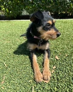 Millie - Terrier
