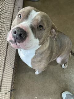 Dog up for adoption: Mama Coco Abandoned in Vacant Home With Her Pup; Now Stuck in Shelter for 5 Months Waiting for Love