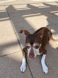 Daisy