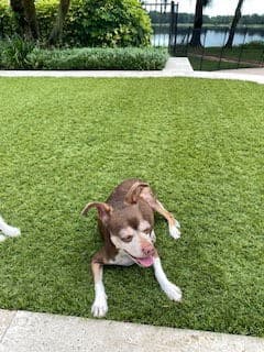 Daisy