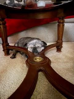 Lottie - Pug