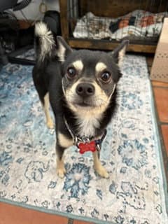 Pancho - Shiba Inu