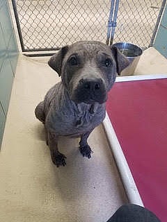 Pit Bull Rescued from Shackles