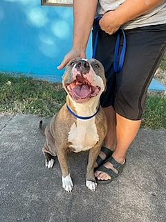 Dog up for adoption: Mama Coco Abandoned in Vacant Home With Her Pup; Now Stuck in Shelter for 5 Months Waiting for Love