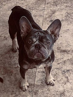 Purebred French Bulldog Boy Koko