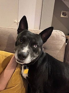 Zeus - Pit Bull Terrier