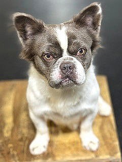 XP Benny - Chester, NJ - French Bulldog