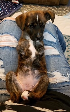 Frankie Lou the two legged dog