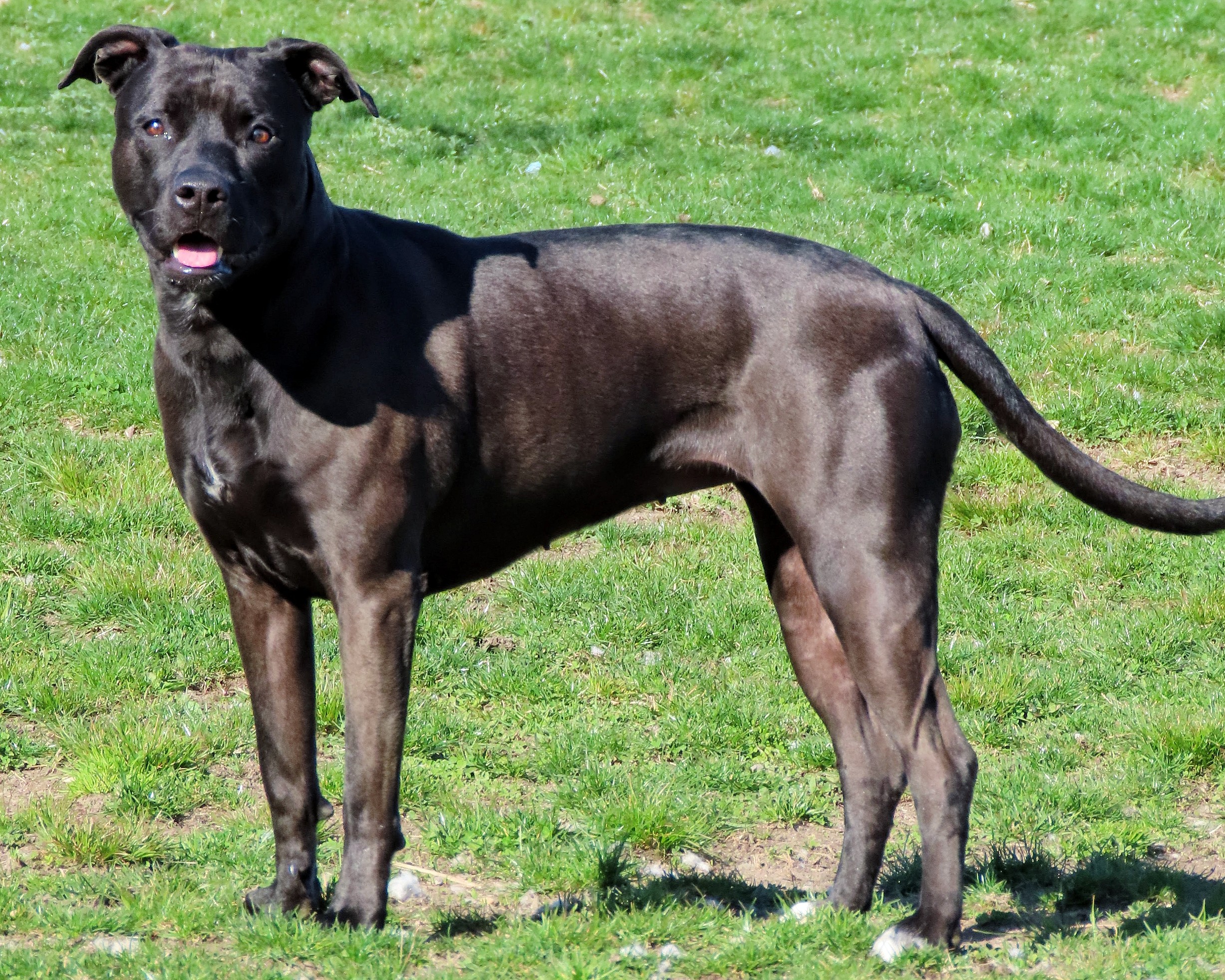 Oreo up for Adoption