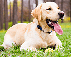 Labrador