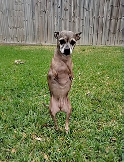 Nessie- 2 legged dog