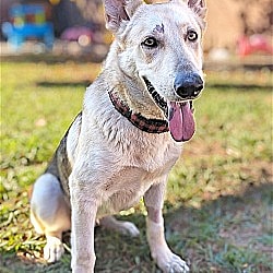 Echo up for Adoption