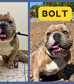 bolt the bulldog
