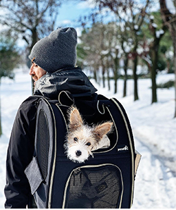 A dog in a backpack at hiking