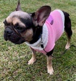 Gigi - Adopt Me!