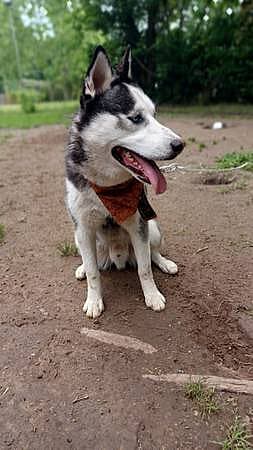 Adorable Husky Abandoned on Highway as a pup