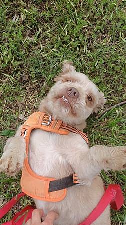 Male dog abused and neglected for whole life, now looking for a fresh new chance in life