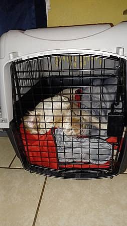 Male dog abused and neglected for whole life, now looking for a fresh new chance in life