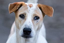 dog frozen body gesture