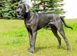 Black Solid Coat Great Dane