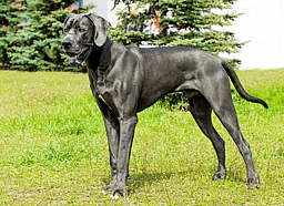 Black Solid Coat Great Dane