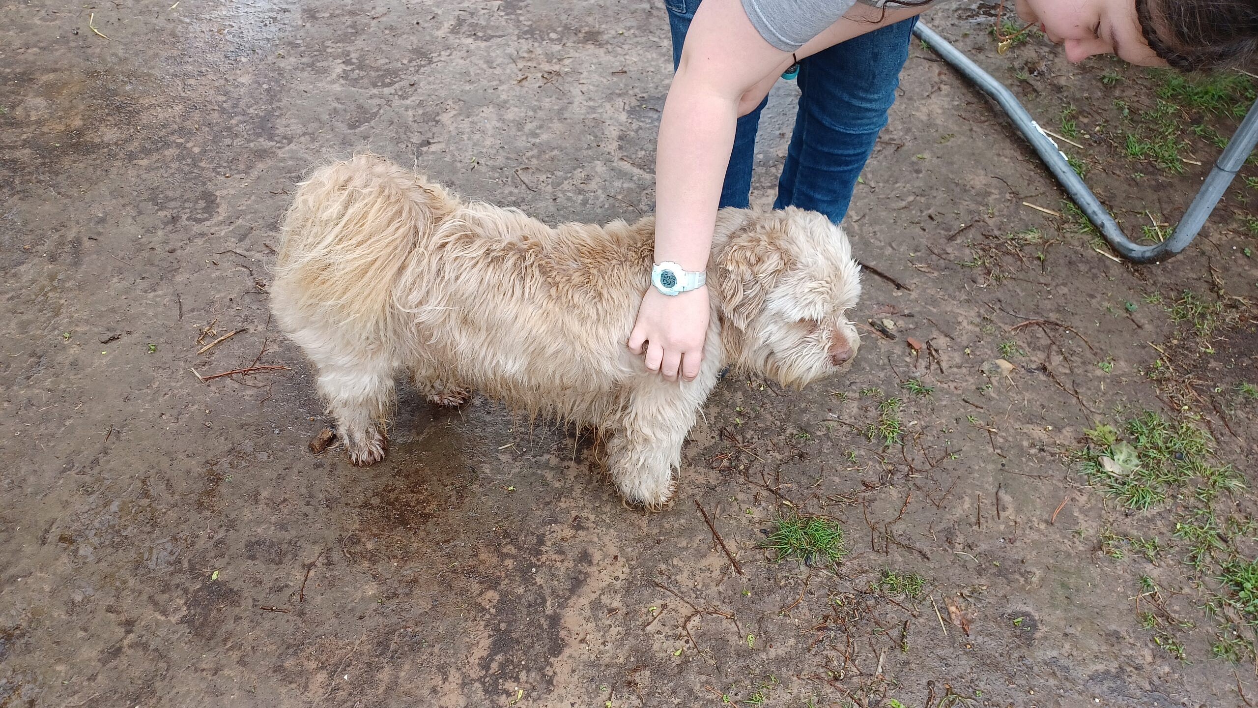 Abused Pup Needing Ugrent Adoption