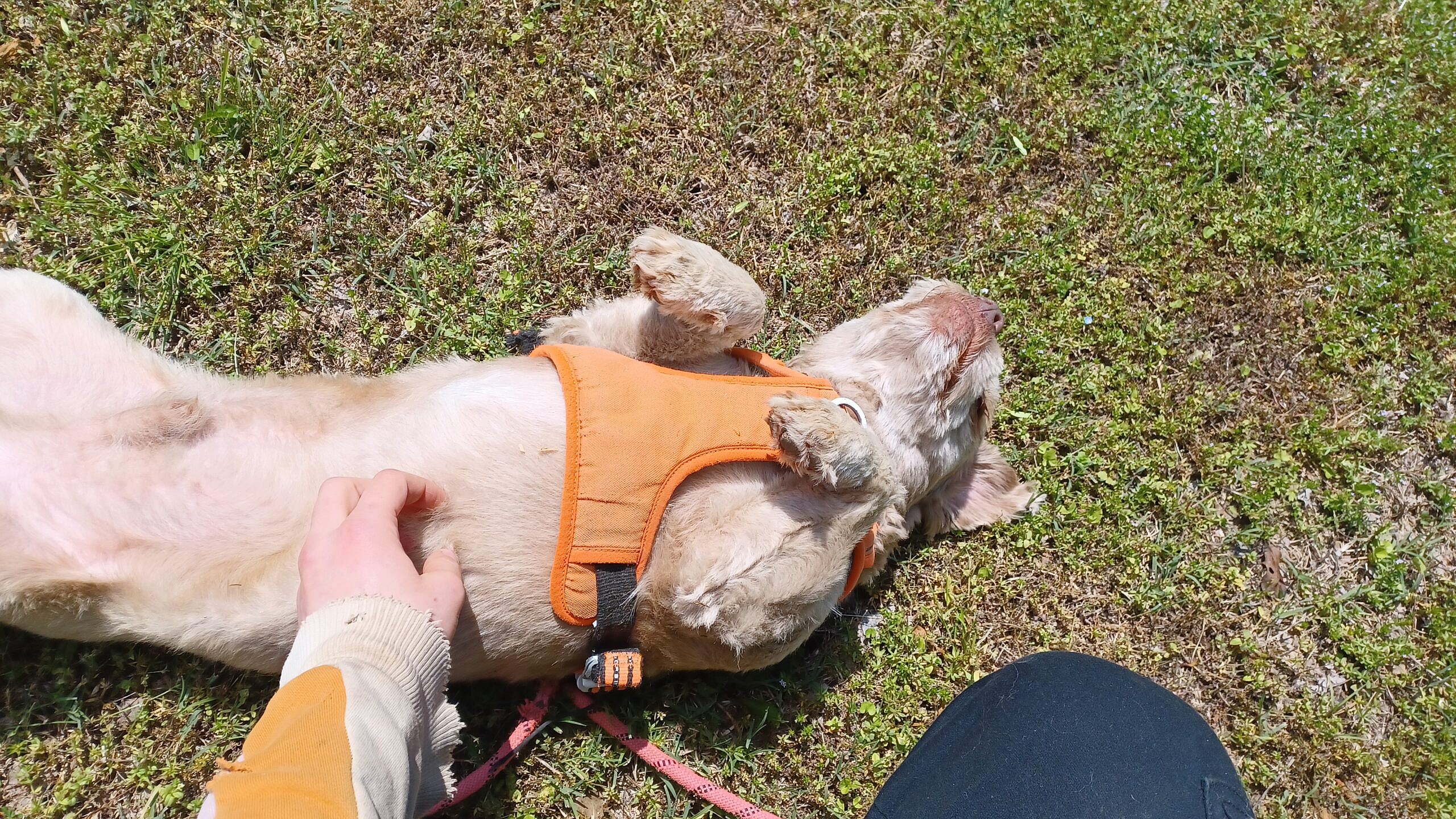 Abused Pup Needing Ugrent Adoption