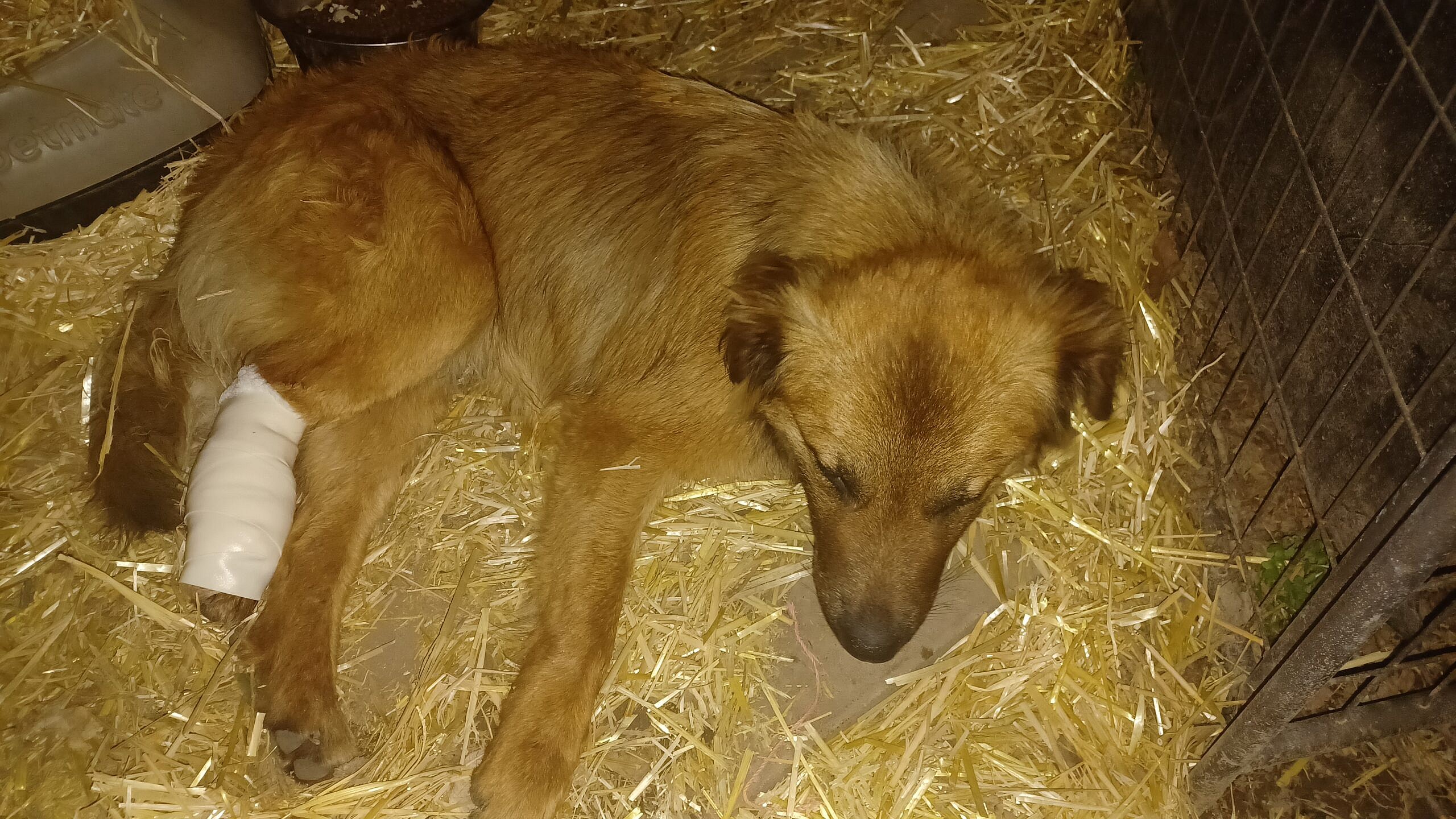 Male dog abused and neglected for whole life, now looking for a fresh new chance in life