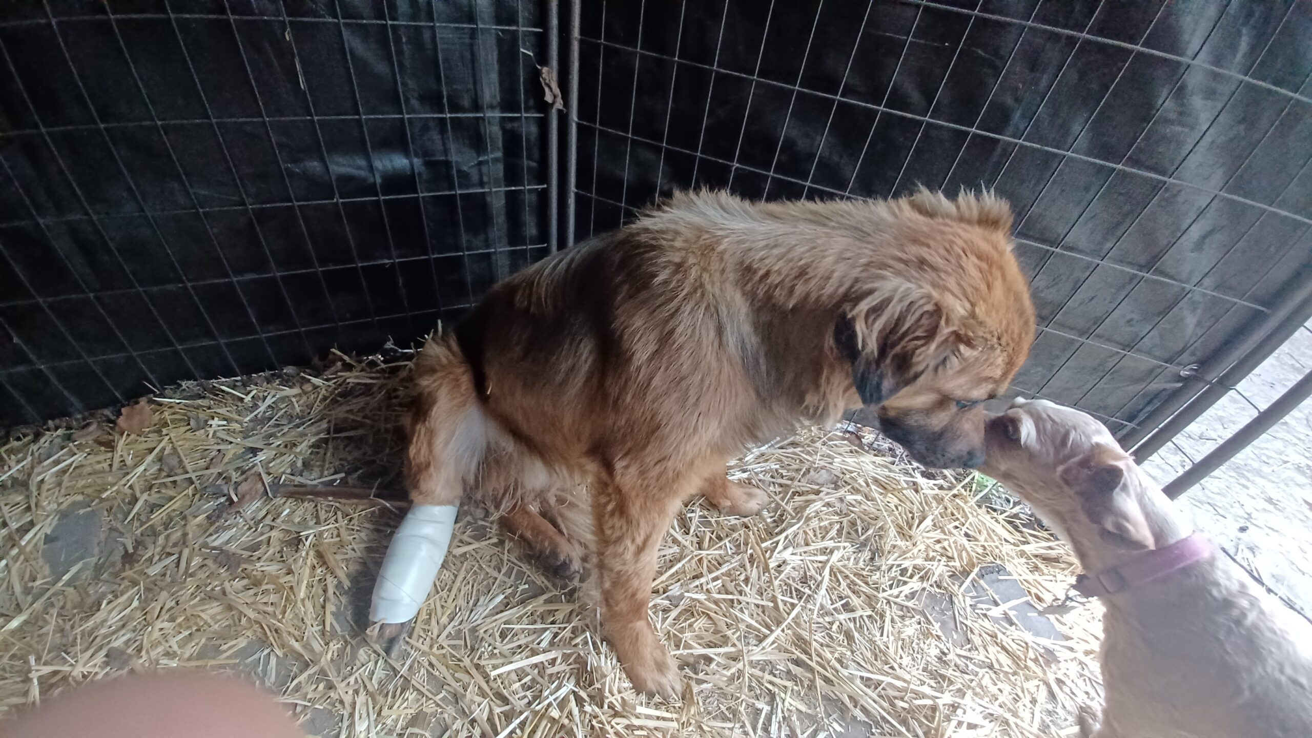 Male dog abused and neglected for whole life, now looking for a fresh new chance in life