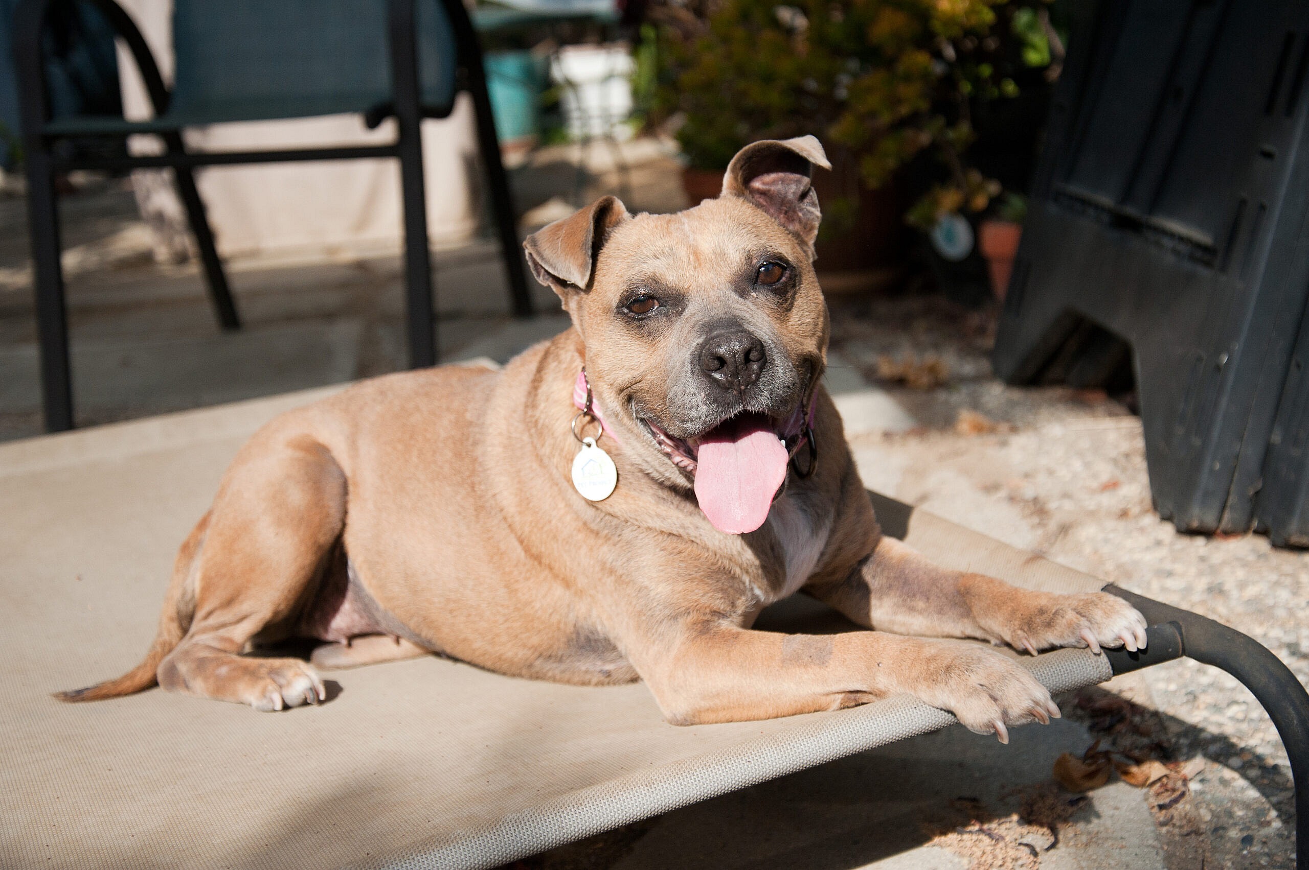 After Surviving Surrender & Severe Skin Infections, Sweet Senior Boo is Ready For A 2nd Chance
