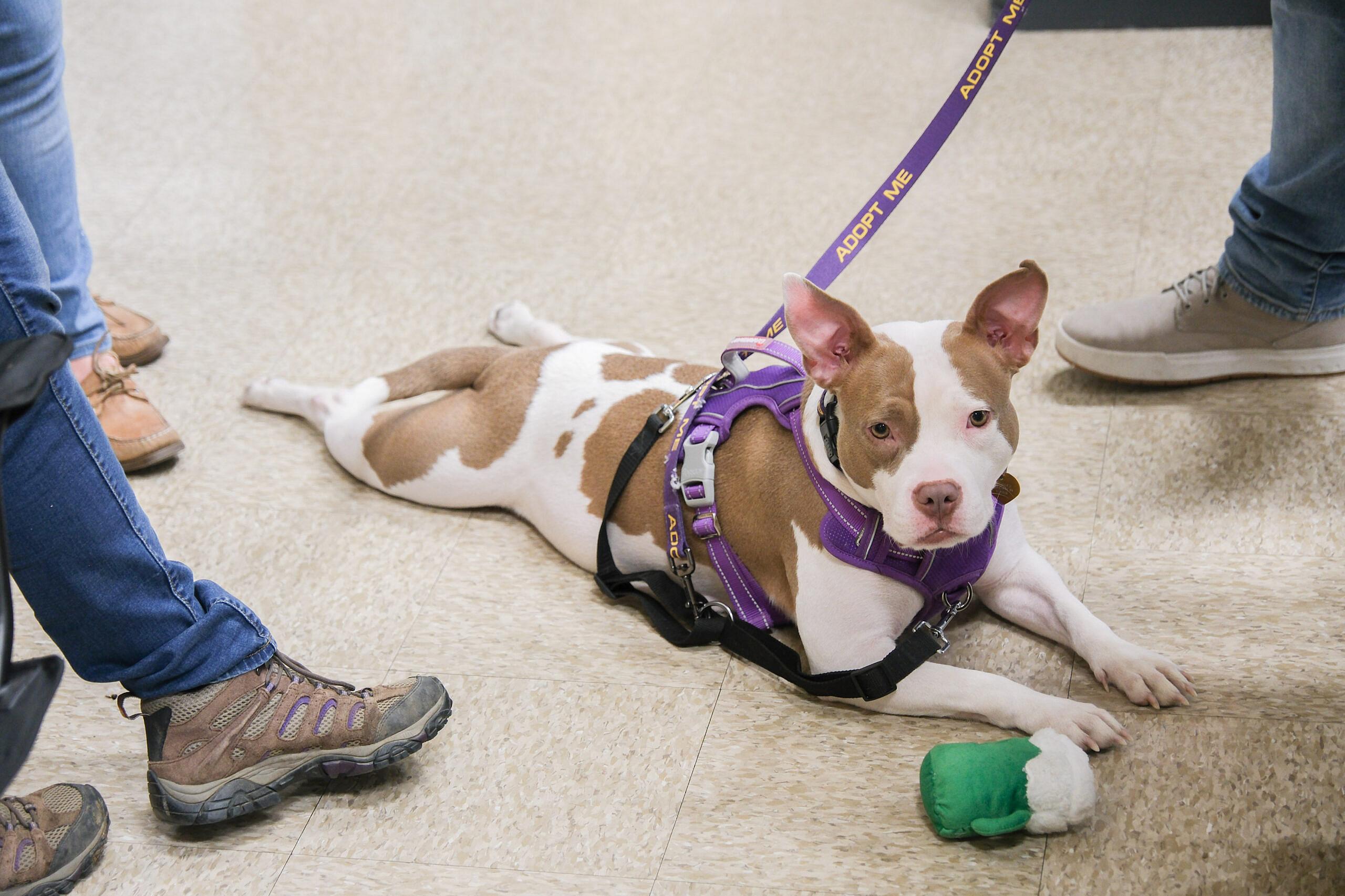 MOO up for Adoption