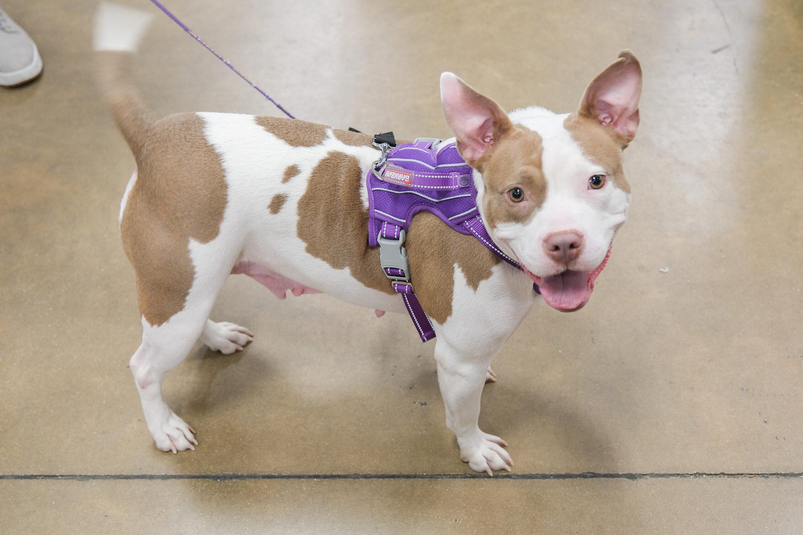 MOO up for Adoption