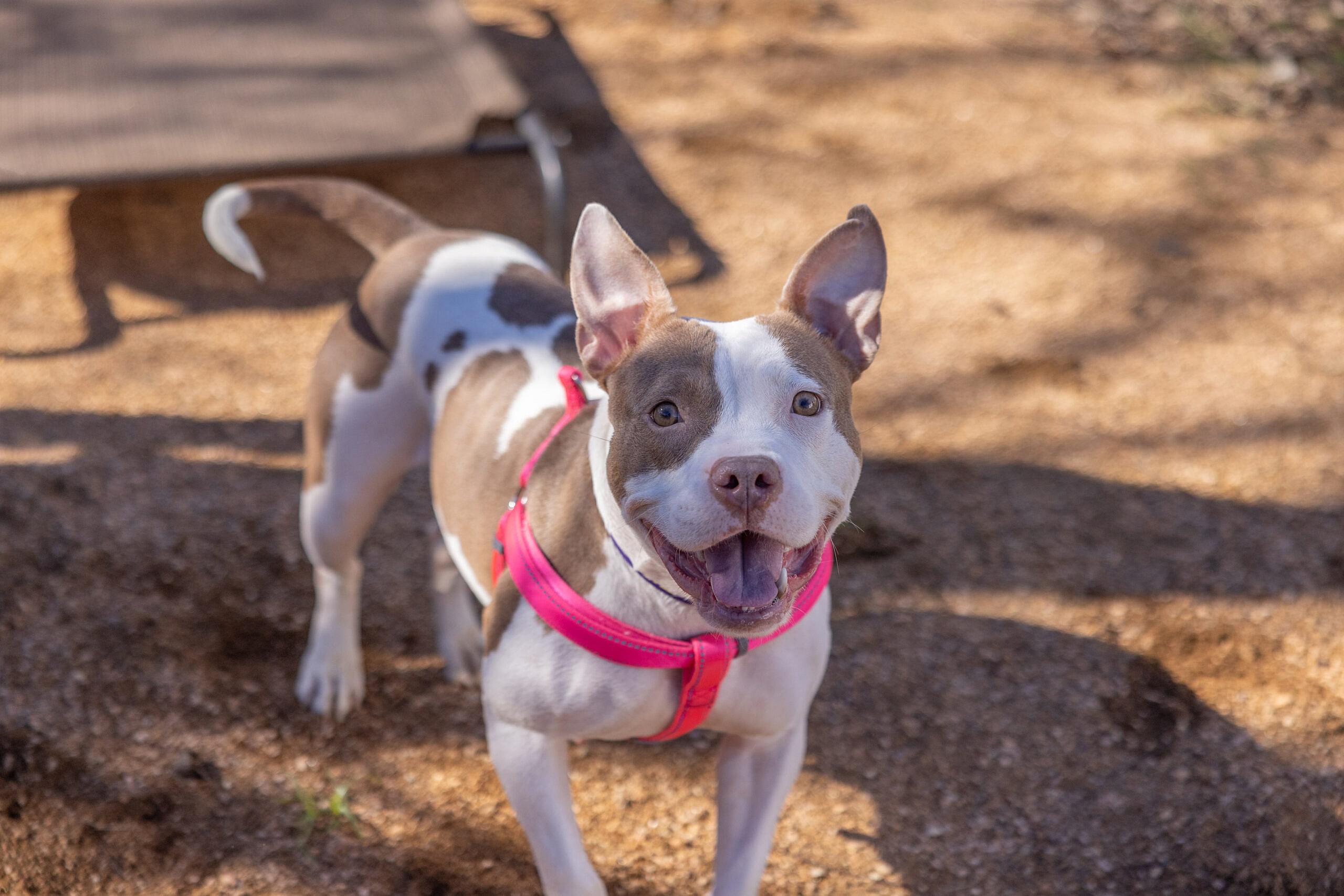 MOO up for Adoption