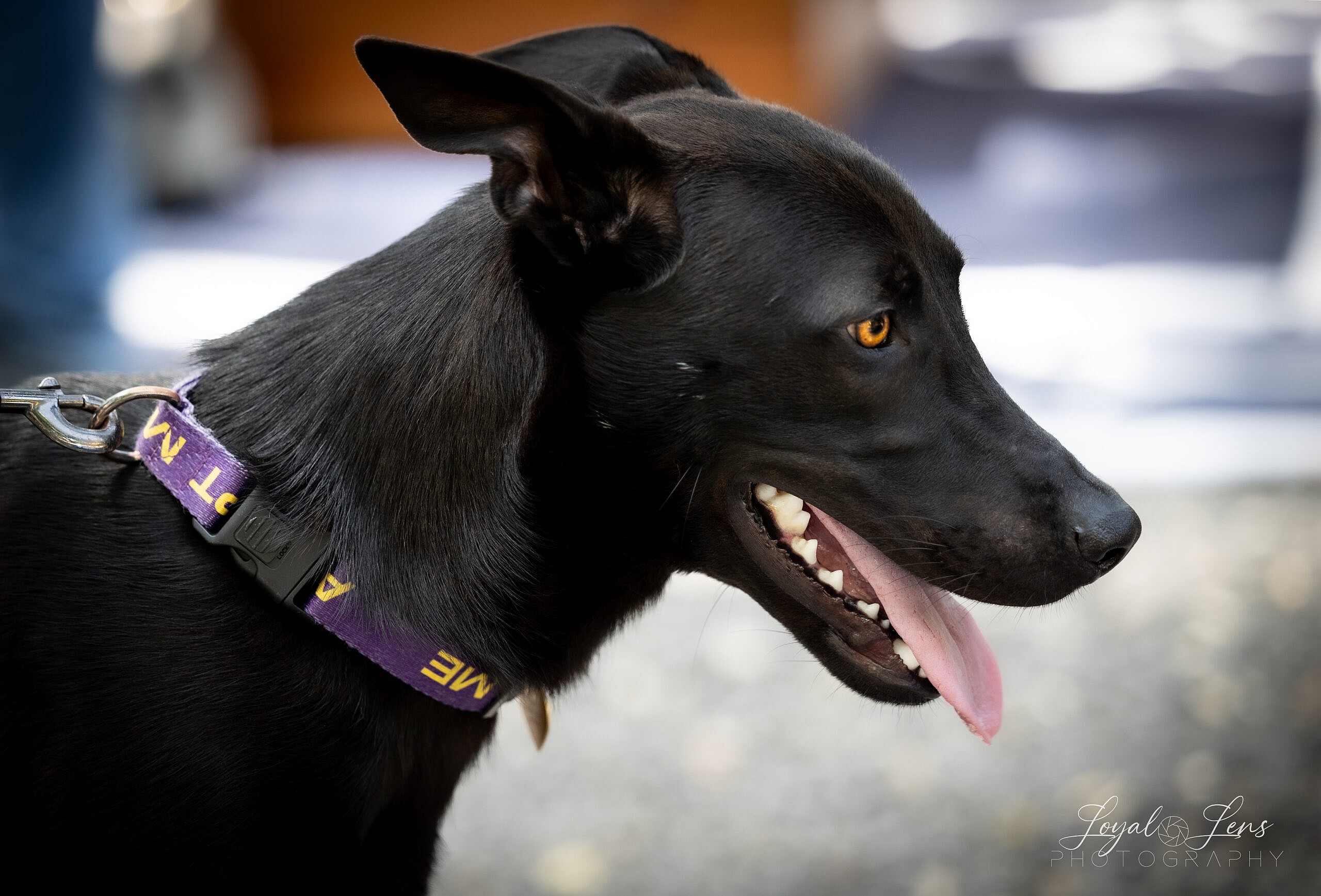 Styx up for Adoption