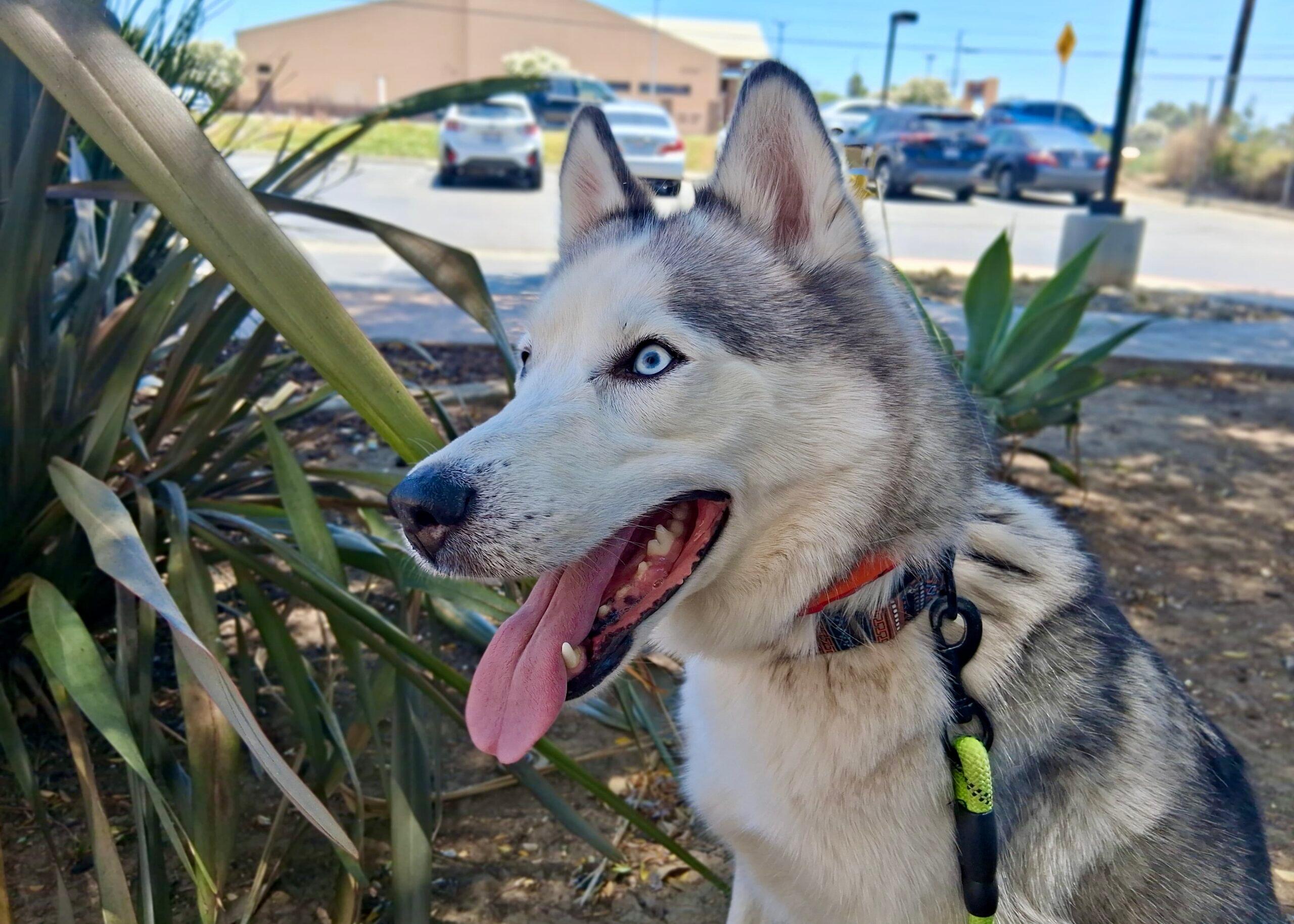 Luna