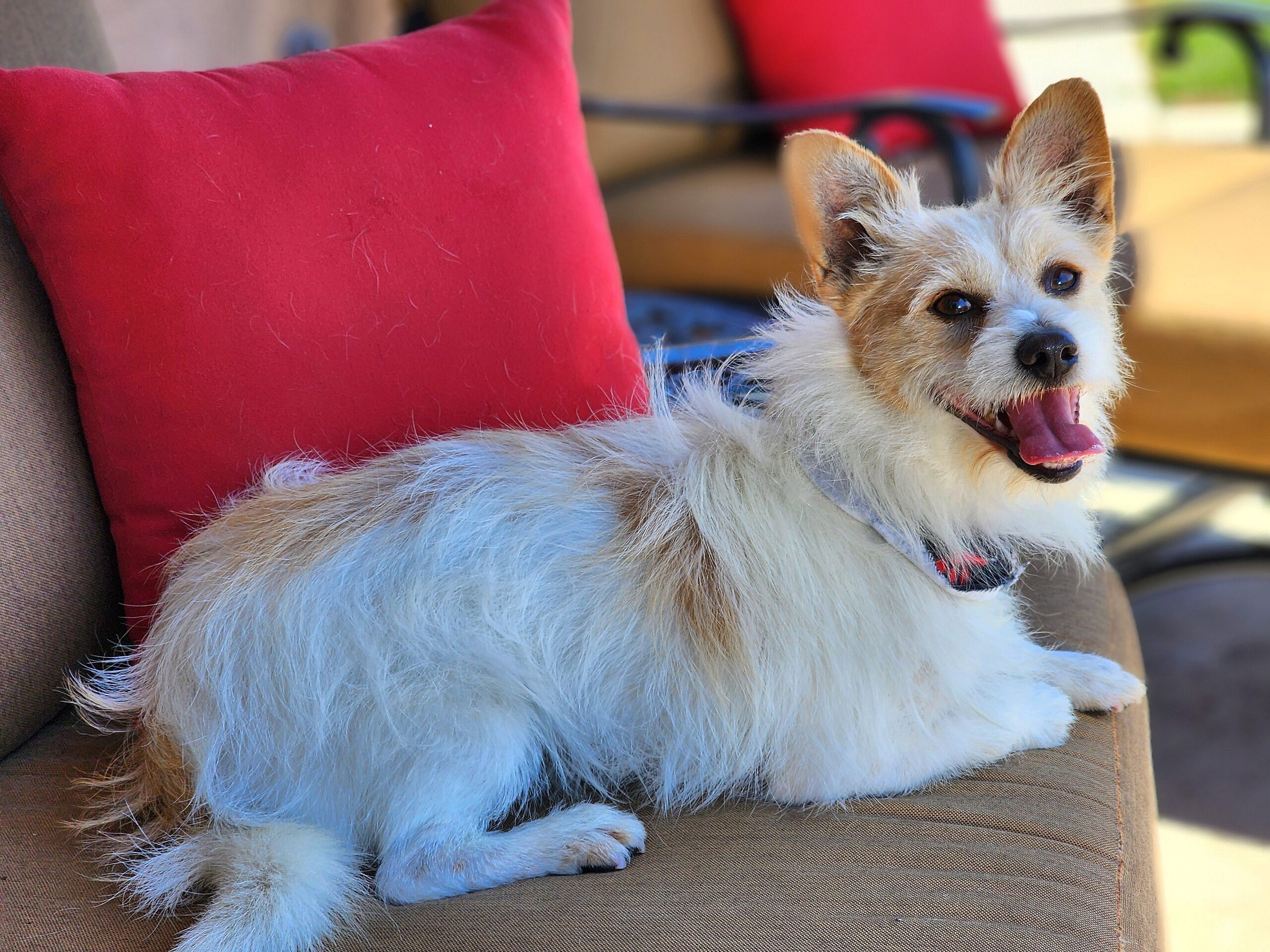 Presley up for Adoption