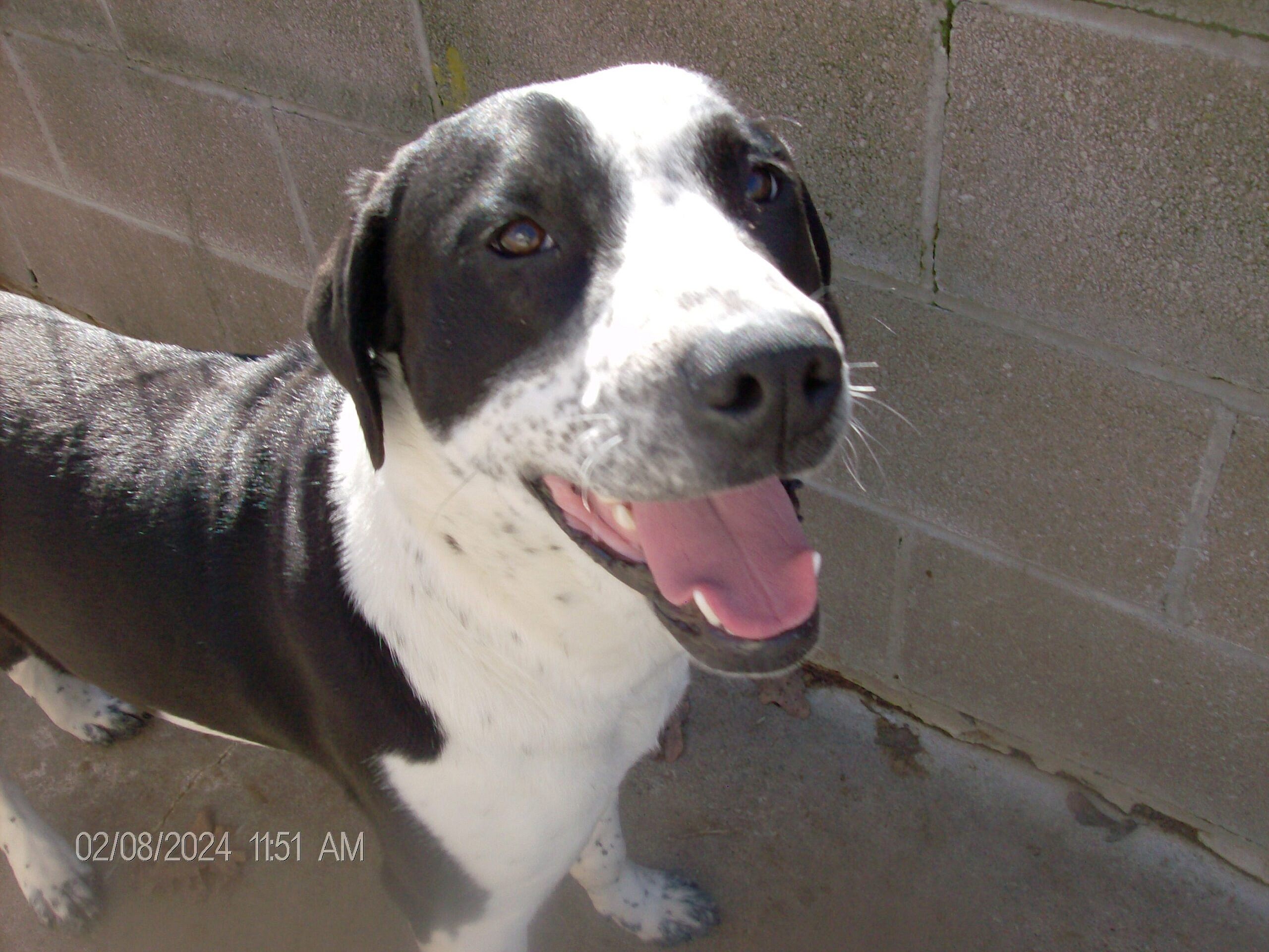 RODNEY up for Adoption