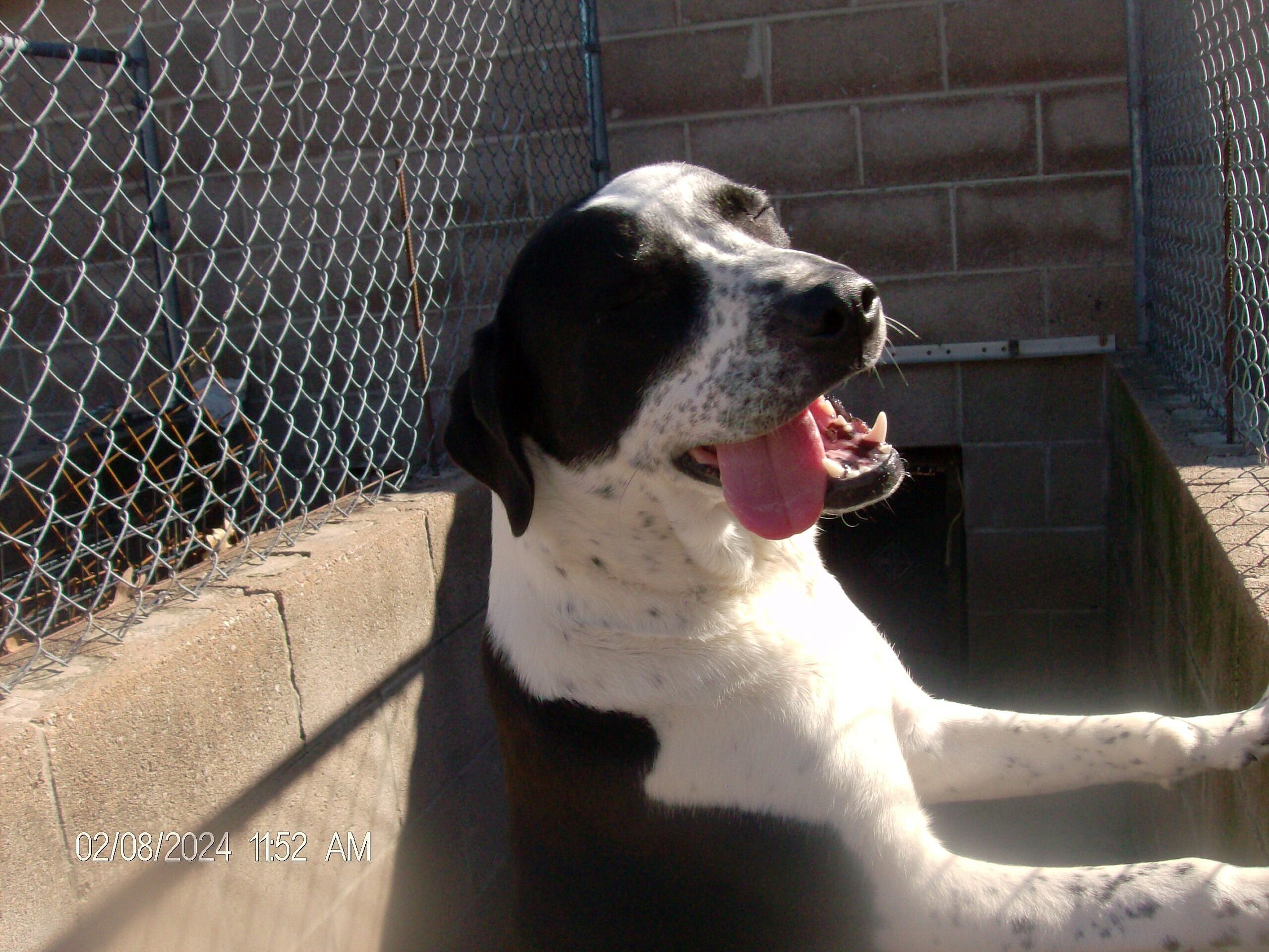 RODNEY up for Adoption