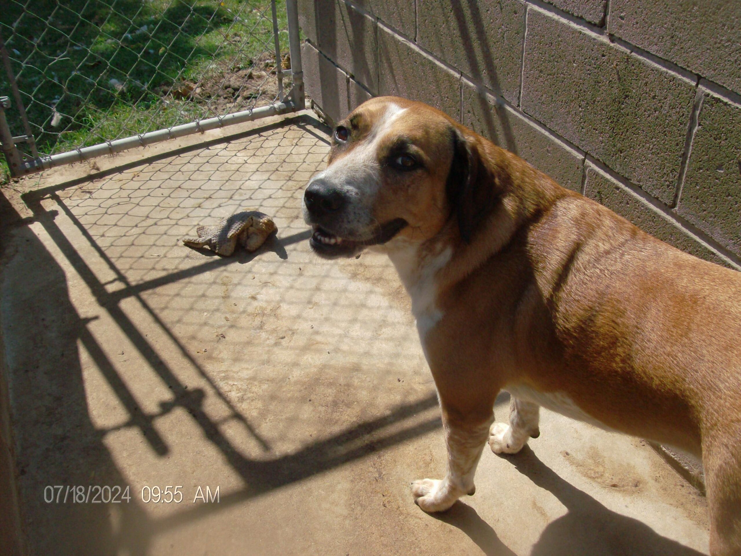 SNIPPY up for Adoption