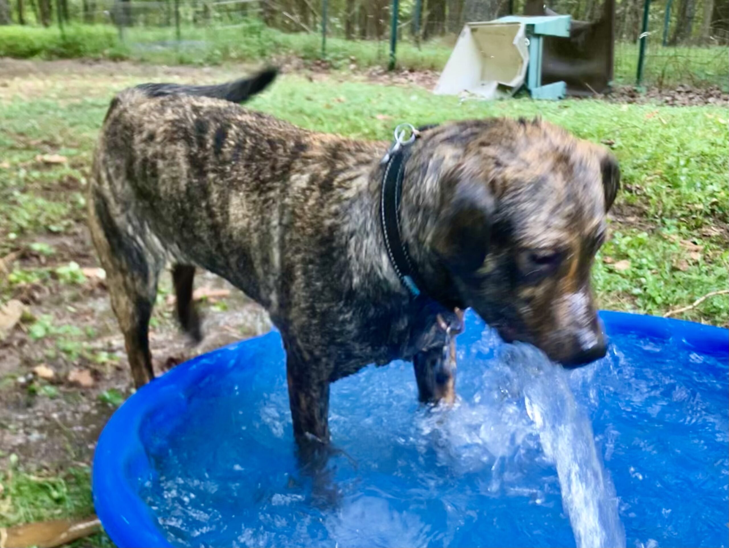 Caramel up for Adoption