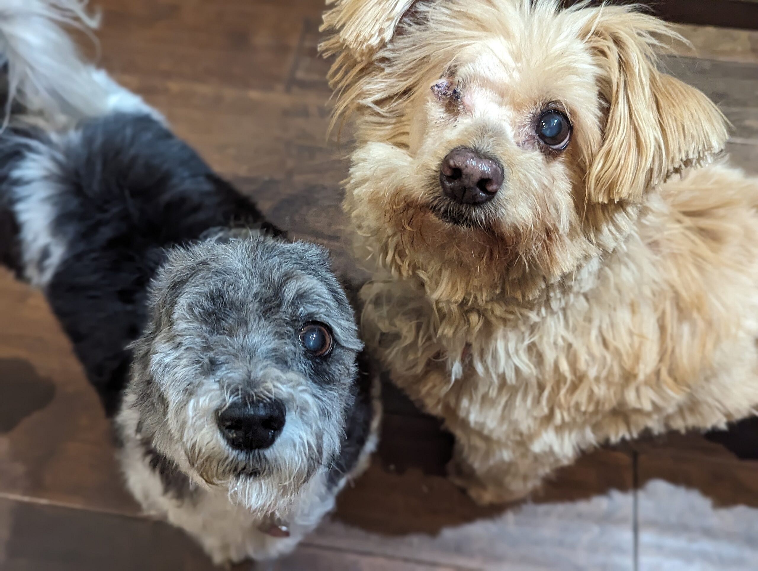 Mckenzie up for Adoption