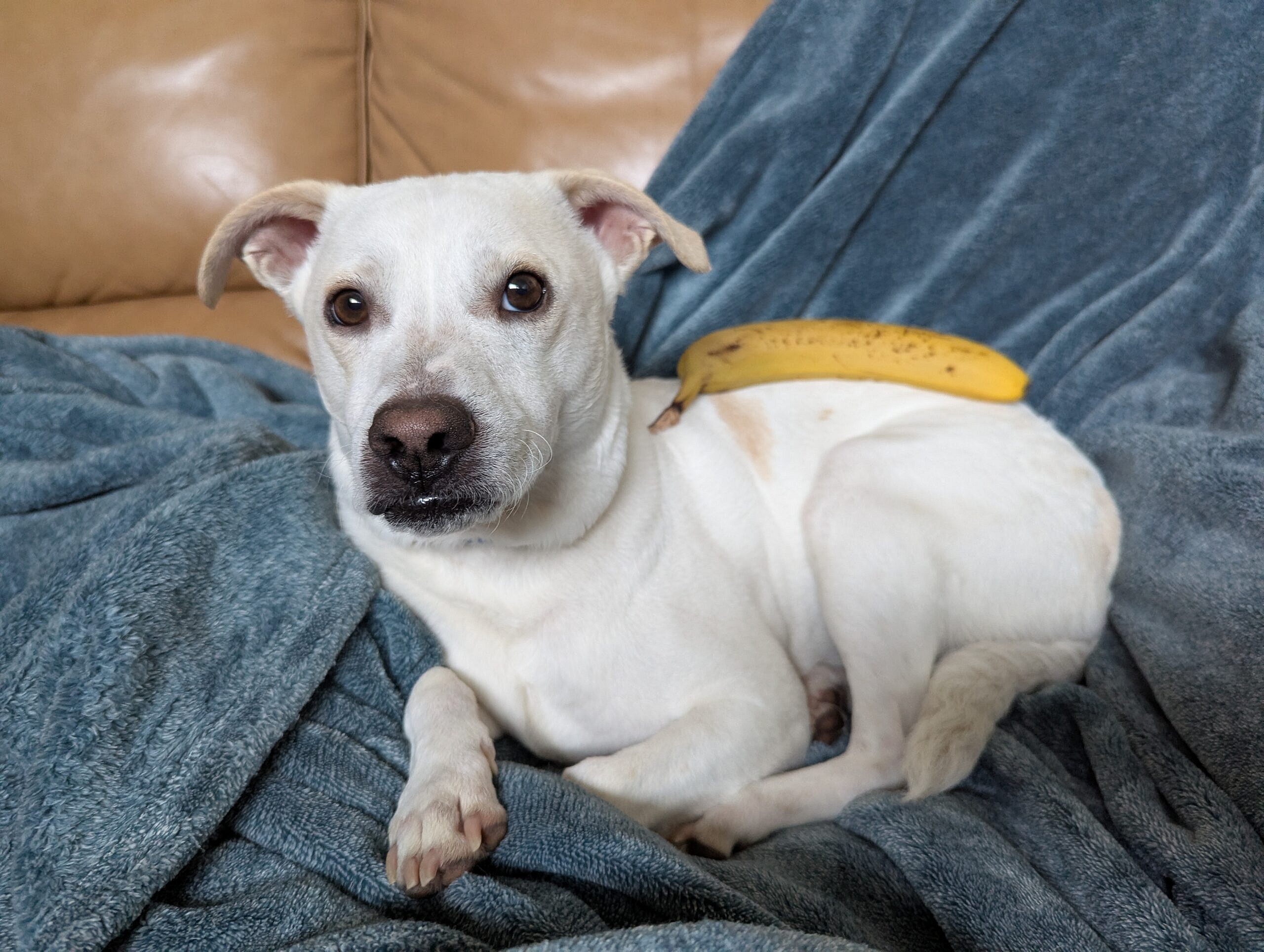 PJ the Anxious Foster Dog