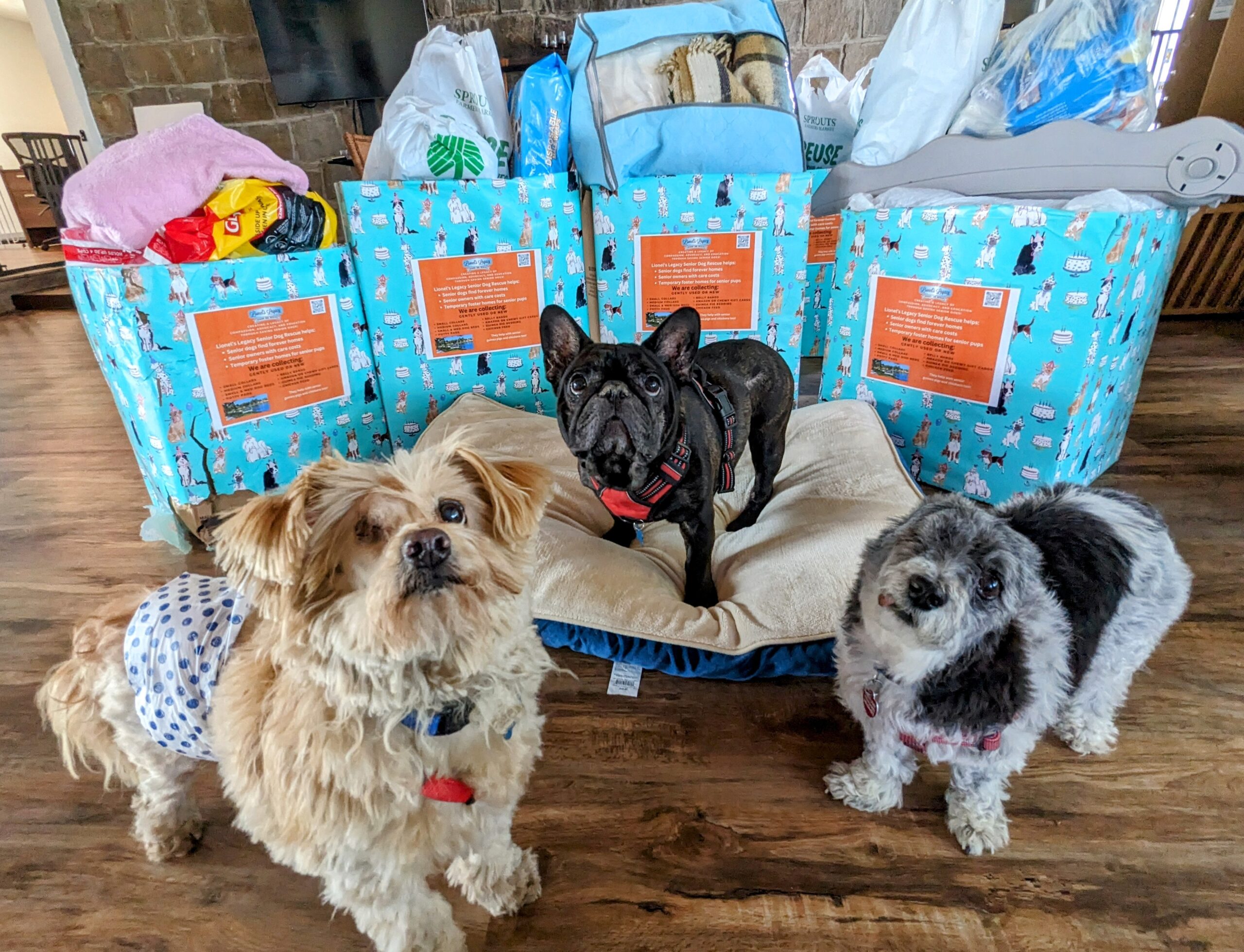 Mckenzie up for Adoption