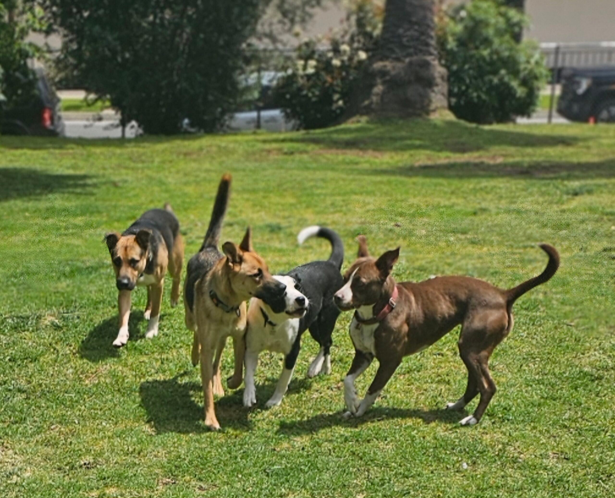 Clara deserves a home to call her own ....