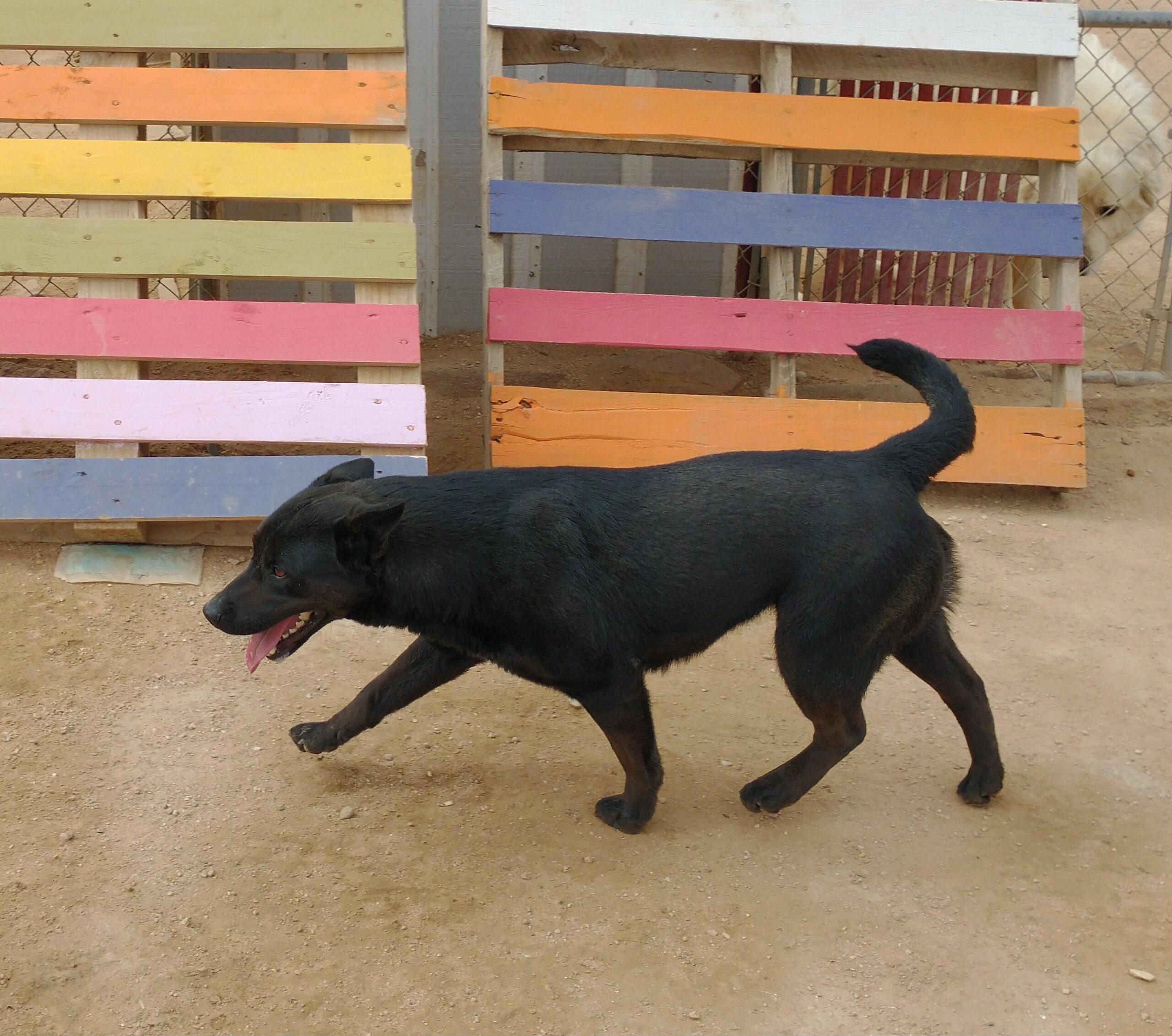 Love up for Adoption