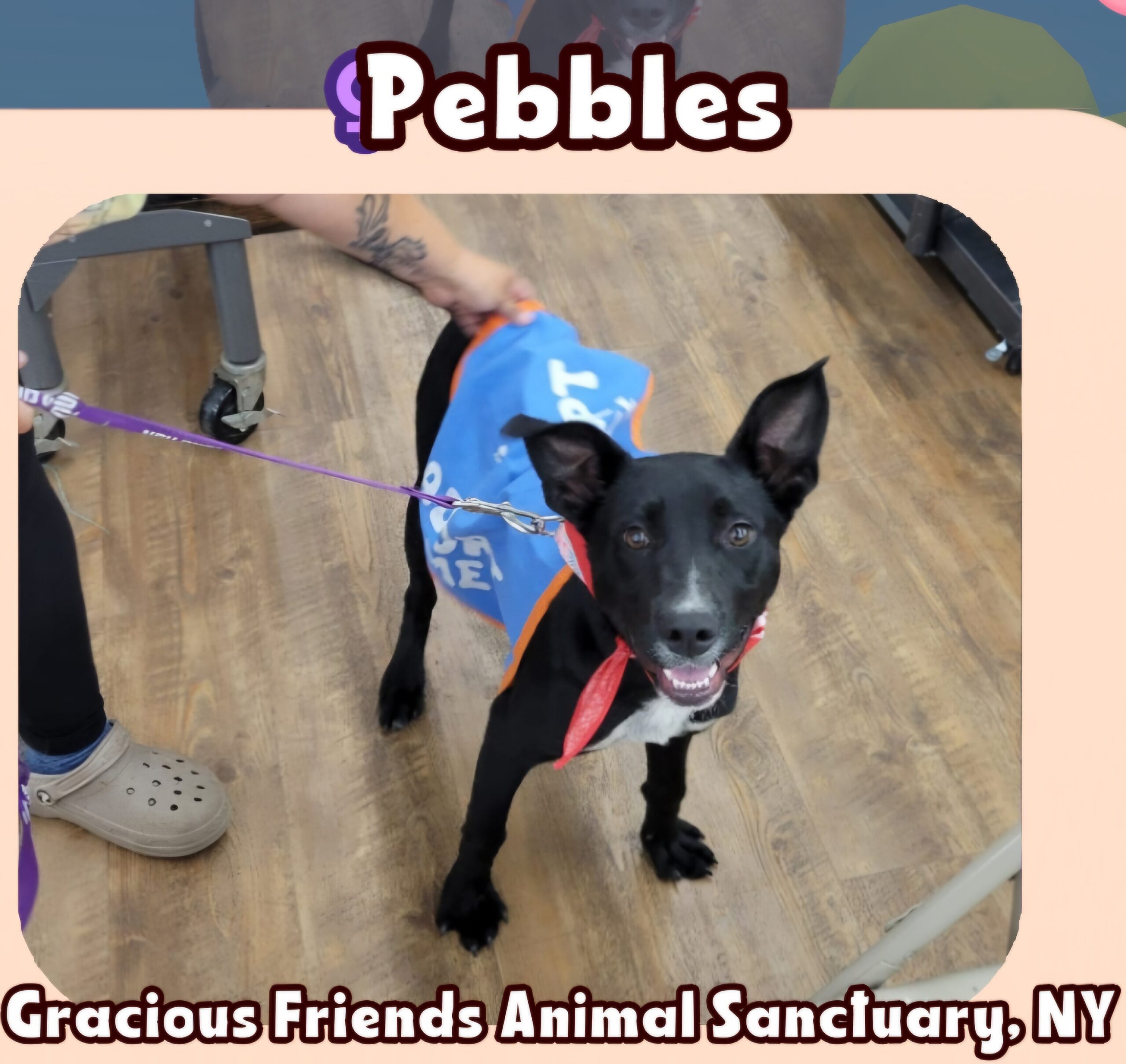 Pebbles