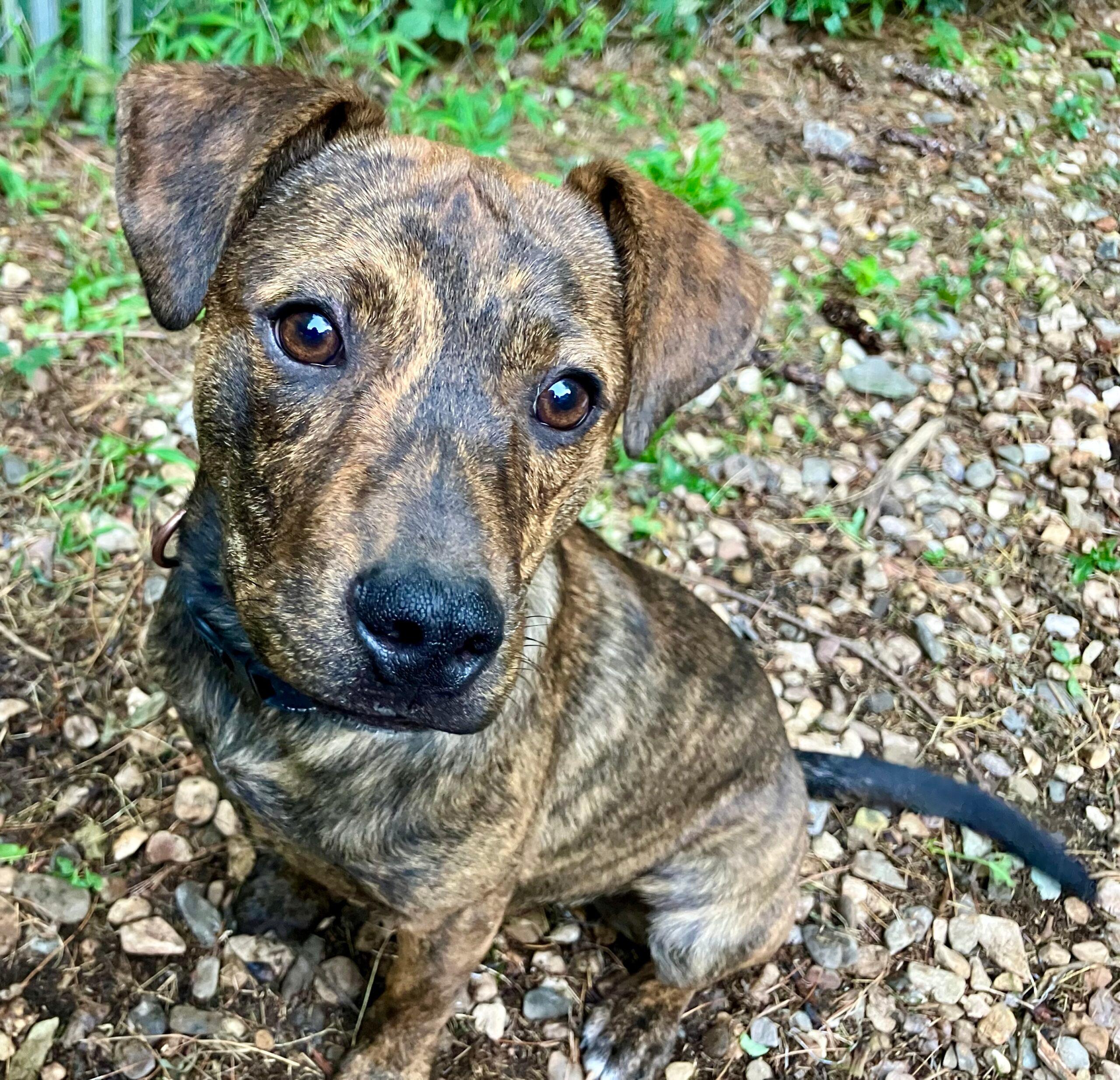 Caramel up for Adoption