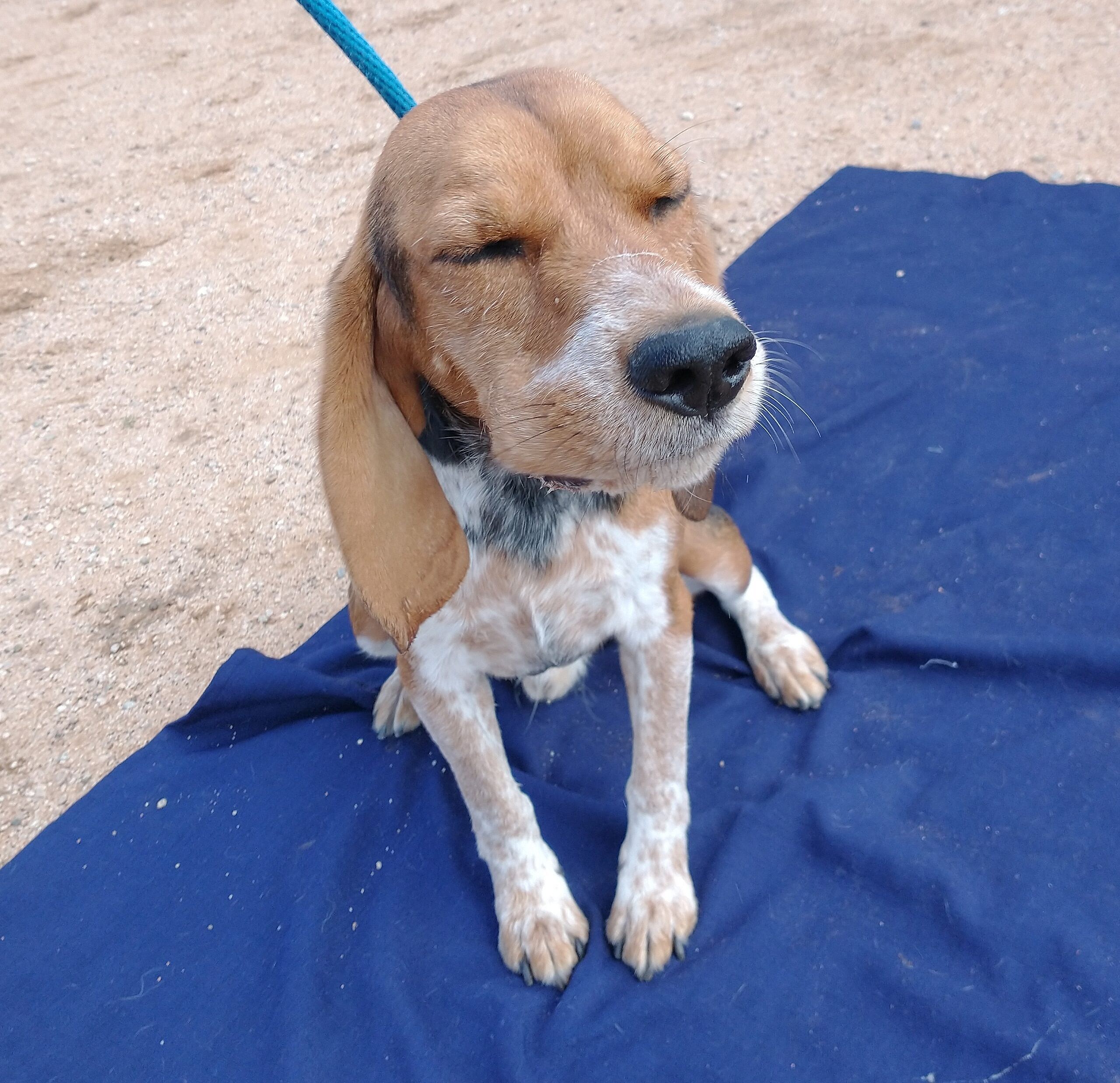 Charlie up for Adoption