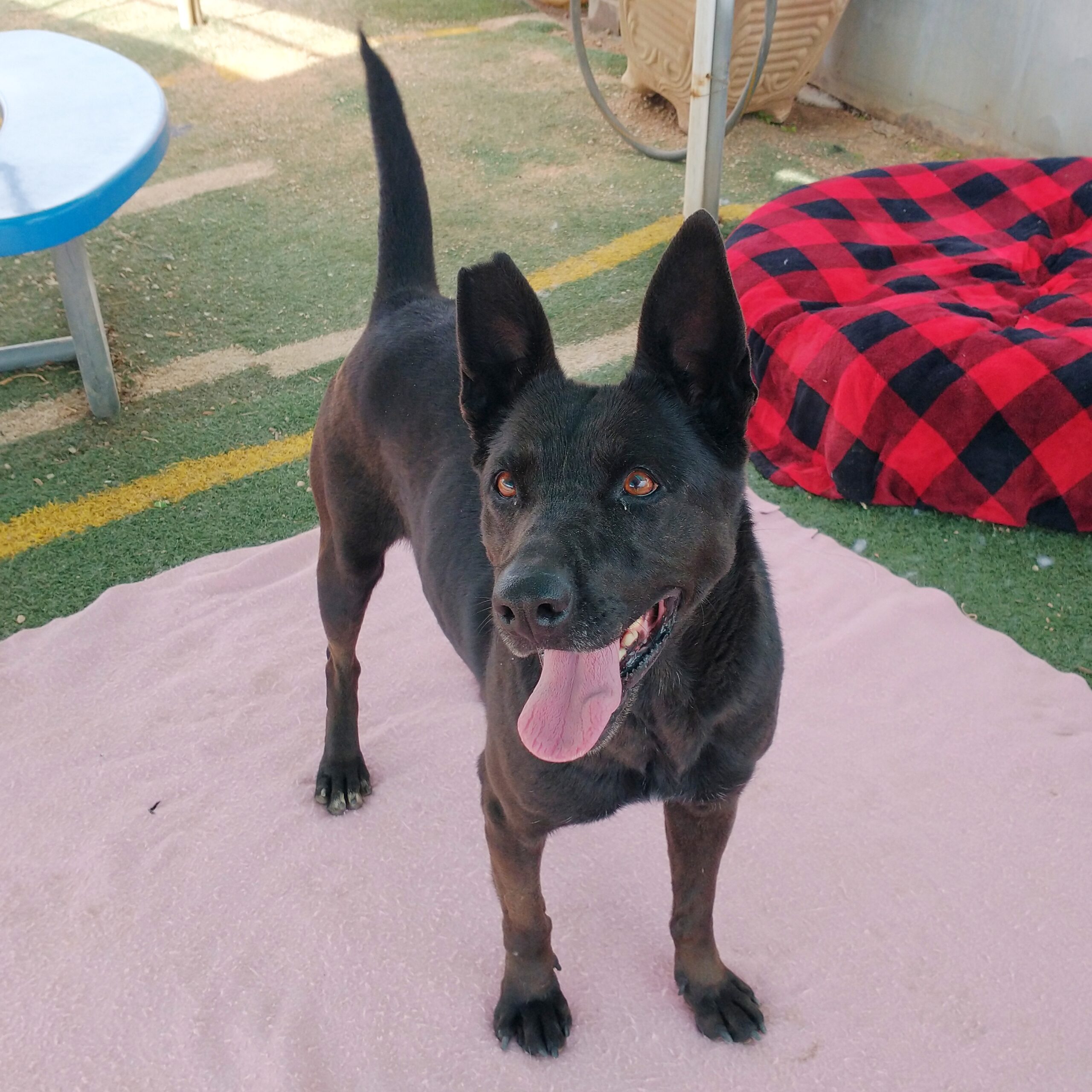 Lindsey up for Adoption